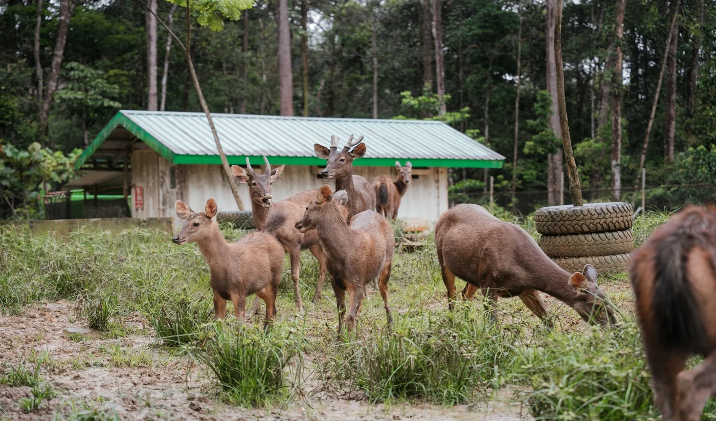 Rusa sambar pada program konservasi Alamtri Geo