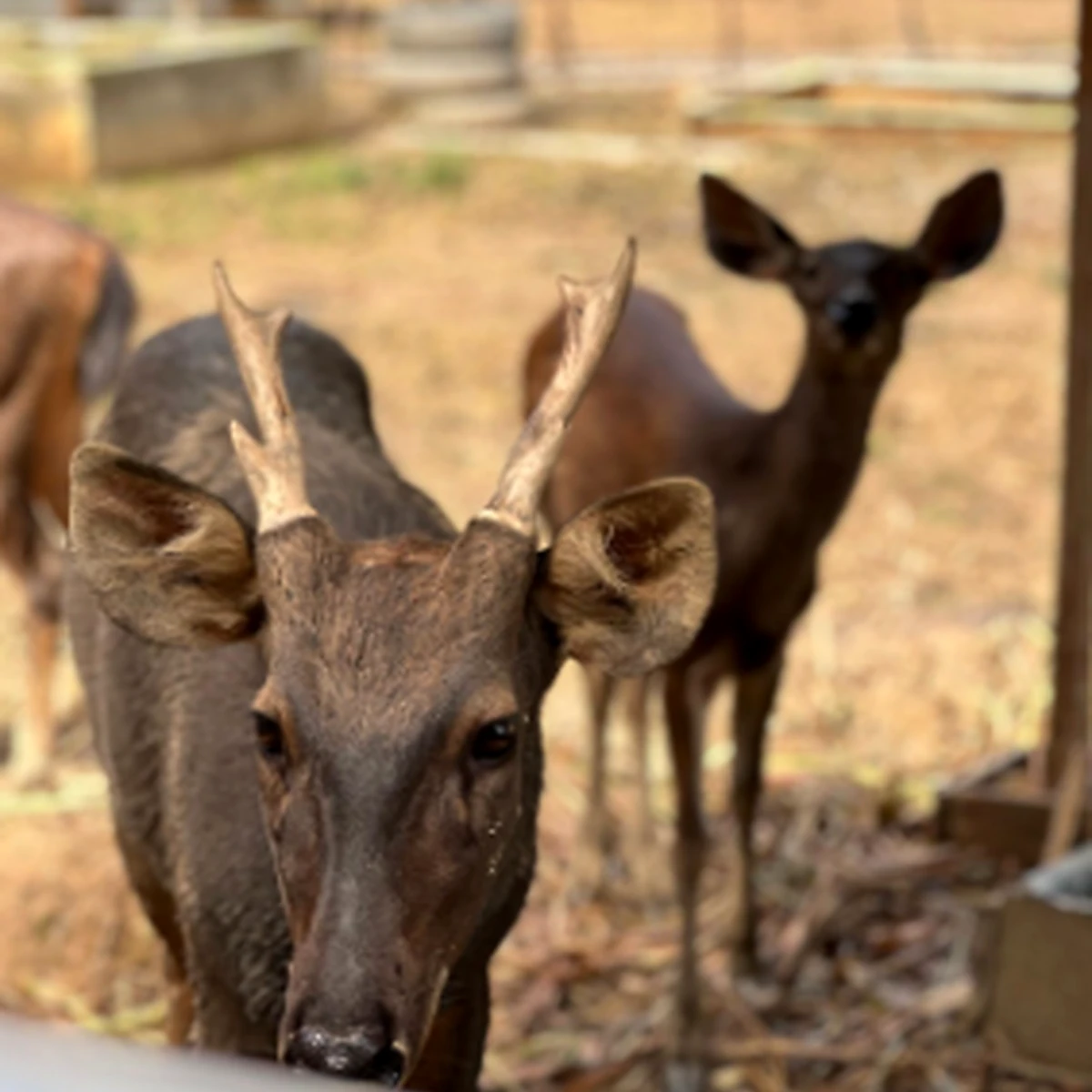 Rusa sambar dalam program keanekaragaman hayati