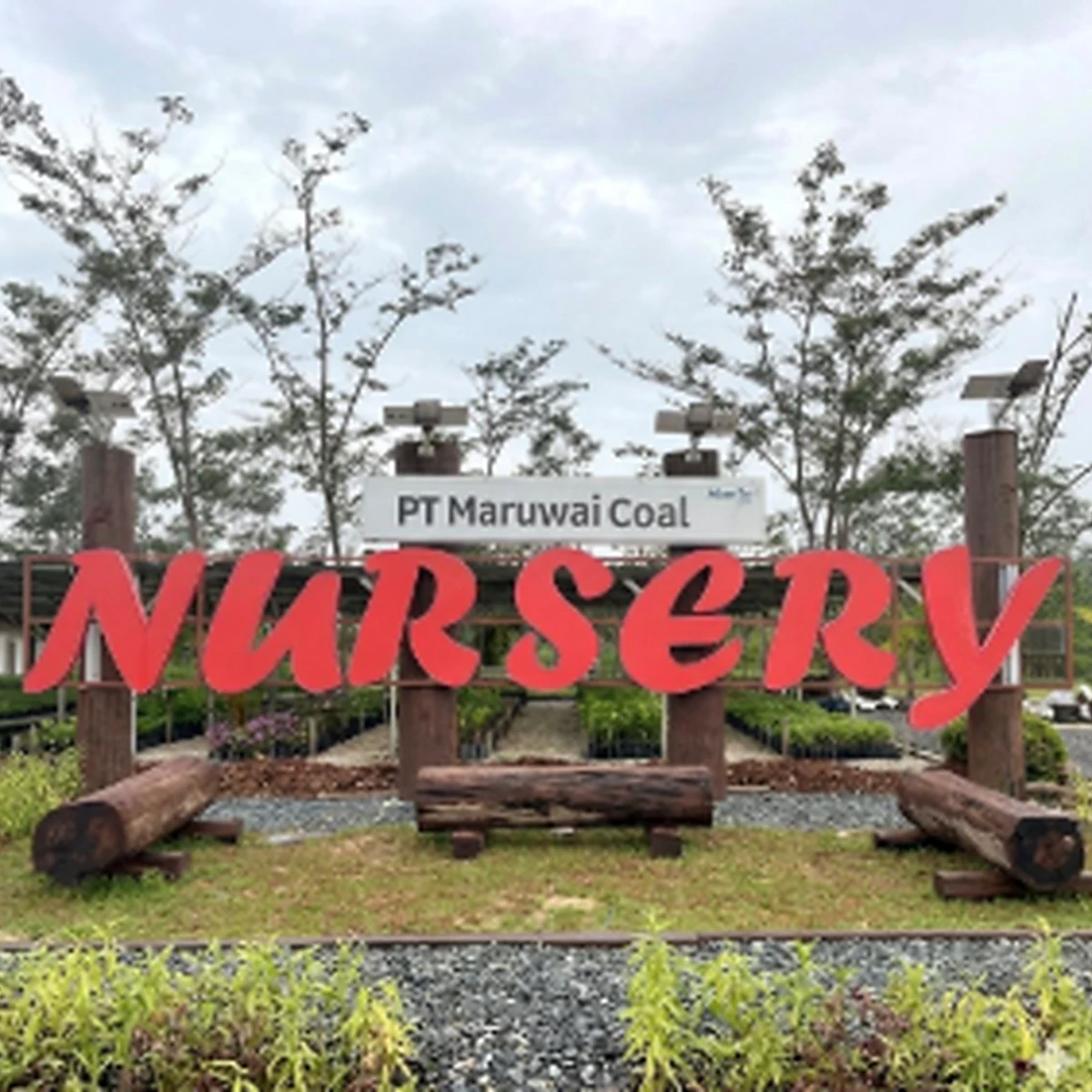 Nursery PT Maruwai Coal